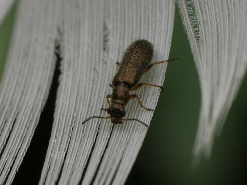 Dasytes croceipes